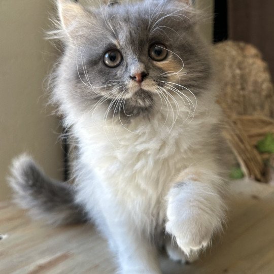 Montezuma Bay's Artemis Femelle British Longhair