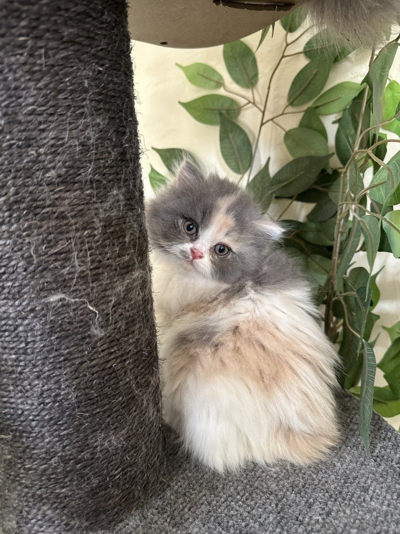 Montezuma Bay's Aphrodite Femelle British Longhair