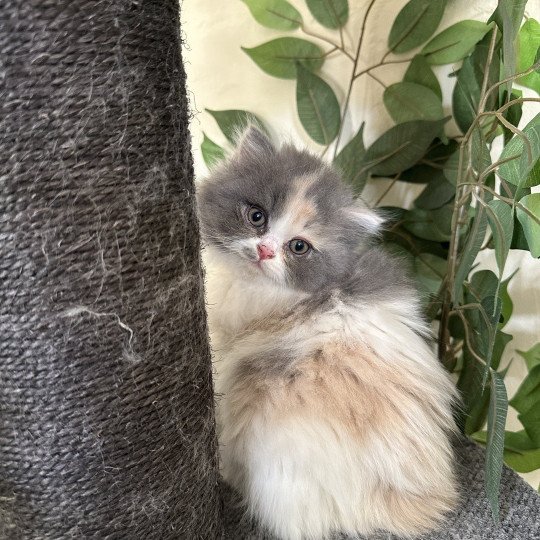 Montezuma Bay's Aphrodite Femelle British Longhair