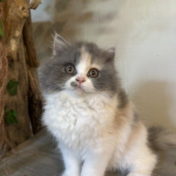 chaton British Longhair blue tortie & blanc Aphrodite Montezuma Bay