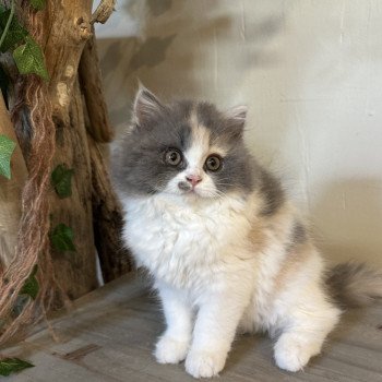 chaton British Longhair blue tortie & blanc Aphrodite Montezuma Bay