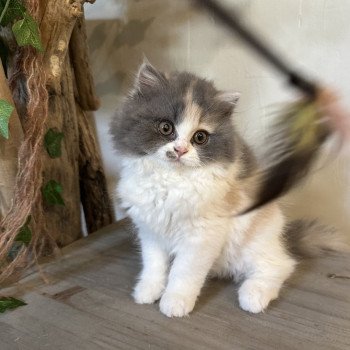 chaton British Longhair blue tortie & blanc Aphrodite Montezuma Bay