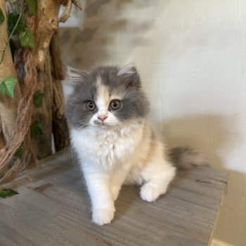 chaton British Longhair blue tortie & blanc Aphrodite Montezuma Bay