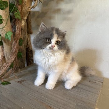 chaton British Longhair blue tortie & blanc Aphrodite Montezuma Bay