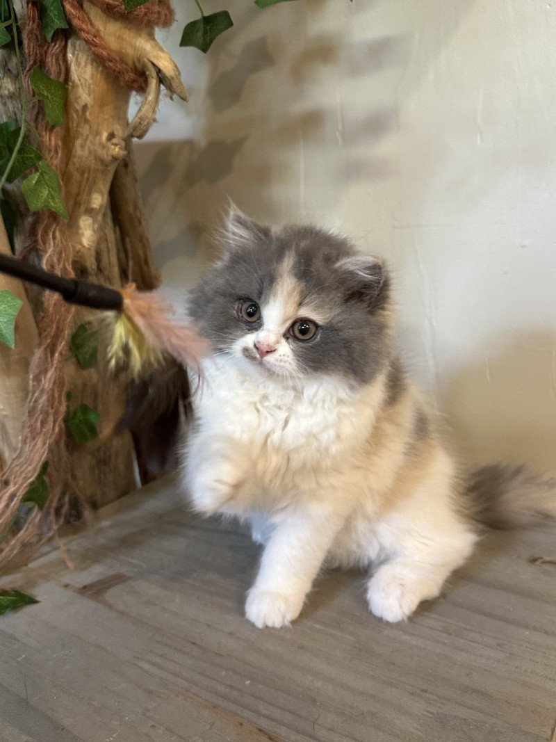 Montezuma Bay's Aphrodite Femelle British Longhair