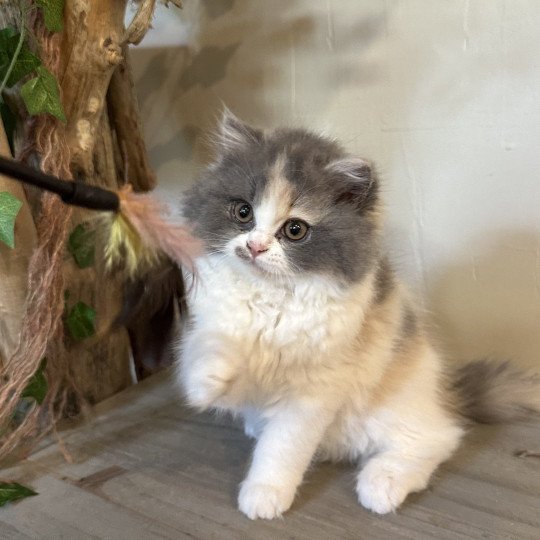 Montezuma Bay's Aphrodite Femelle British Longhair