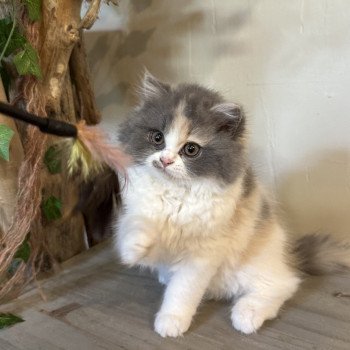 chaton British Longhair blue tortie & blanc Aphrodite Montezuma Bay