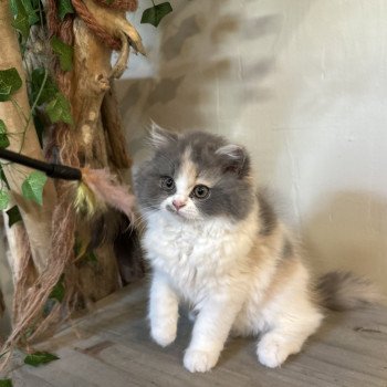 chaton British Longhair blue tortie & blanc Aphrodite Montezuma Bay