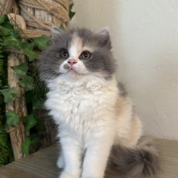 chaton British Longhair blue tortie & blanc Aphrodite Montezuma Bay