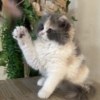 chaton British Longhair blue tortie & blanc Aphrodite Montezuma Bay