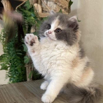 chaton British Longhair blue tortie & blanc Aphrodite Montezuma Bay