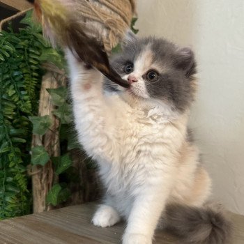 chaton British Longhair blue tortie & blanc Aphrodite Montezuma Bay