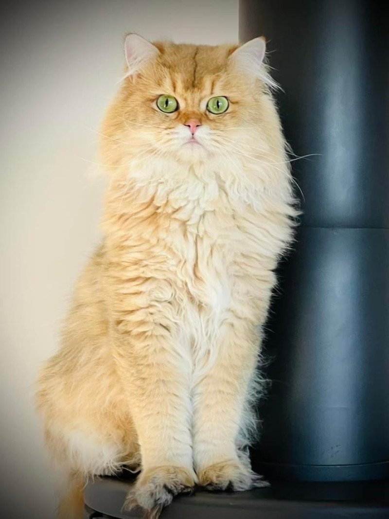 Gr. Int. Ch. Hillsburry’s Sugar Baby Love Mâle British Longhair