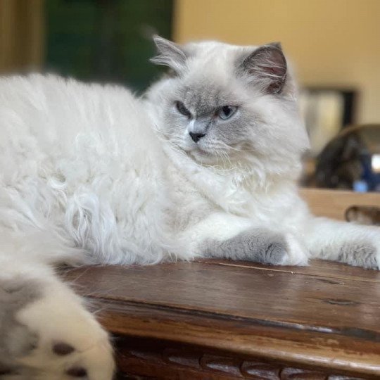 Tchikita  Femelle British Longhair