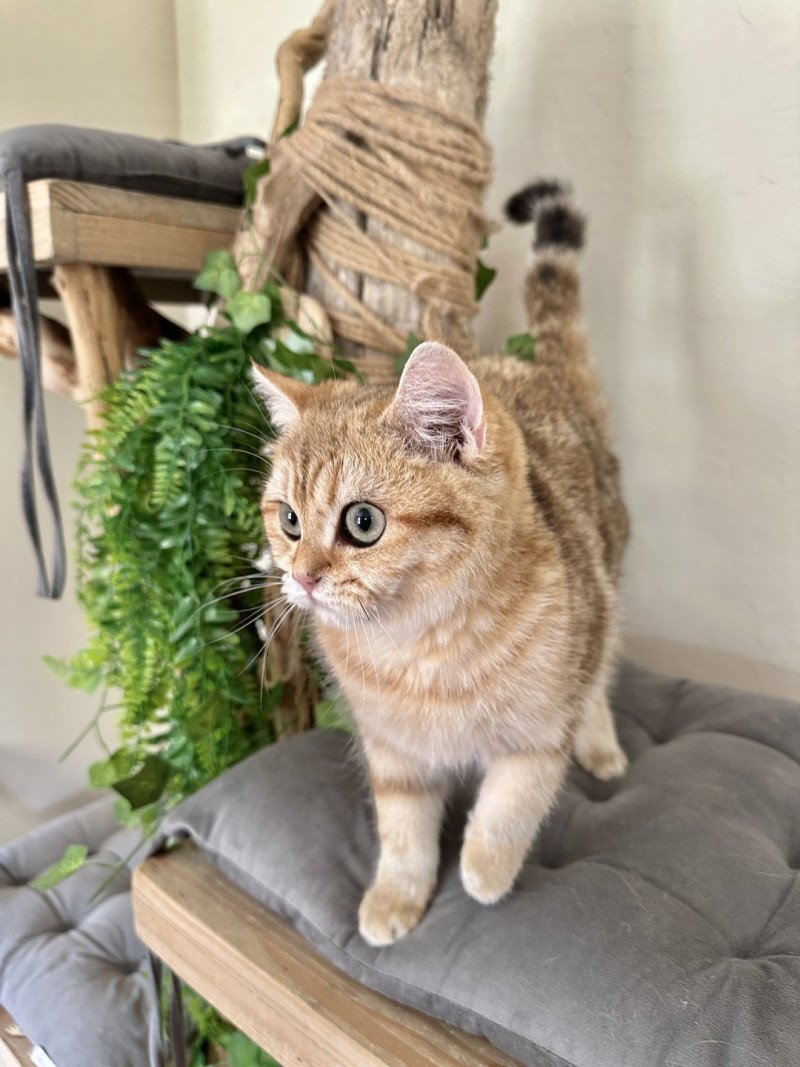 Vienne d'Ombre et de Lumière Femelle British Shorthair