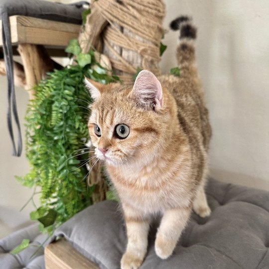 Vienne d'Ombre et de Lumière Femelle British Shorthair