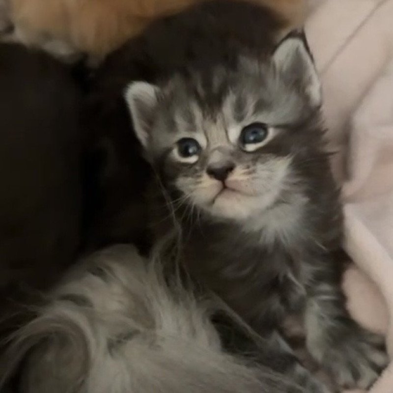 Montezuma Bay's A STAR IS BORN Femelle Maine coon