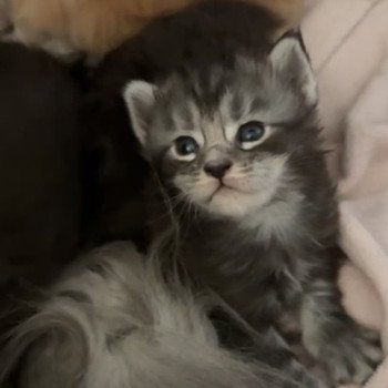 chaton Maine coon BLACK SILVER Montezuma Bay chaton Maine coon BLACK SILVER Montezuma Bay