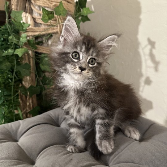 Montezuma Bay's A STAR IS BORN Femelle Maine coon