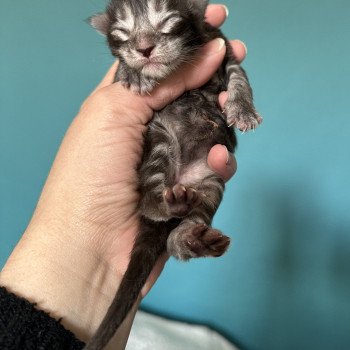 chaton Maine coon black smoke BLACK SILVER Montezuma Bay chaton Maine coon black smoke BLACK SILVER Montezuma Bay
