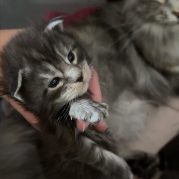 chaton Maine coon black smoke BLACK SILVER Montezuma Bay chaton Maine coon black smoke BLACK SILVER Montezuma Bay