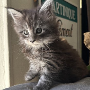 chaton Maine coon black smoke BLACK SILVER Montezuma Bay chaton Maine coon black smoke BLACK SILVER Montezuma Bay