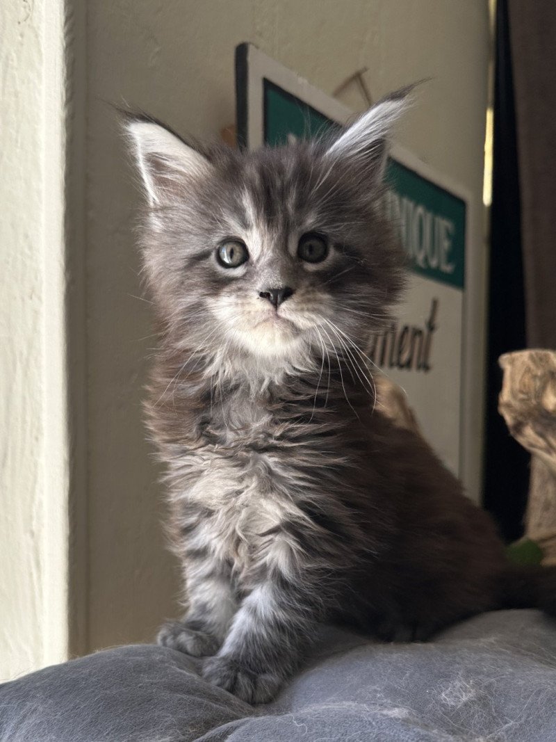 Montezuma Bay's AMERICAN BEAUTY Mâle Maine coon