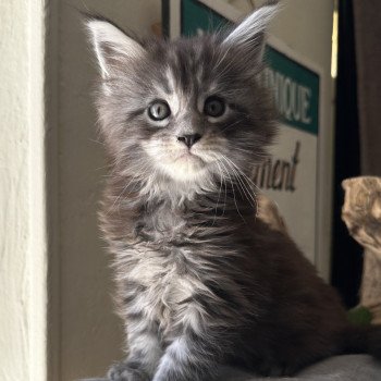 chaton Maine coon black smoke BLACK SILVER Montezuma Bay chaton Maine coon black smoke BLACK SILVER Montezuma Bay