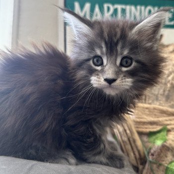 chaton Maine coon black smoke BLACK SILVER Montezuma Bay chaton Maine coon black smoke BLACK SILVER Montezuma Bay