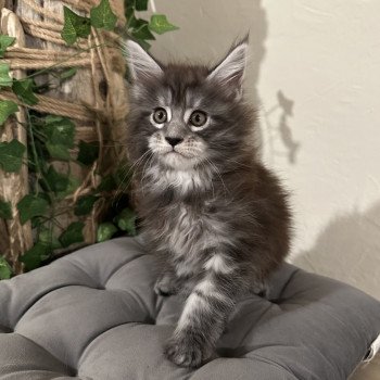 chaton Maine coon AMERICAN BEAUTY Montezuma Bay