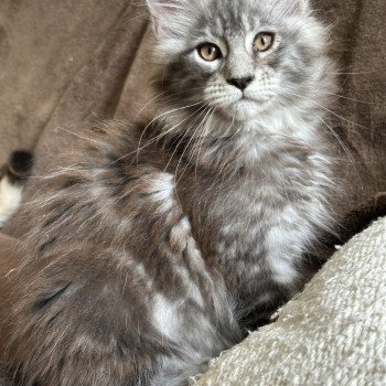 chaton Maine coon AMERICAN BEAUTY Chatterie Montezuma Bay