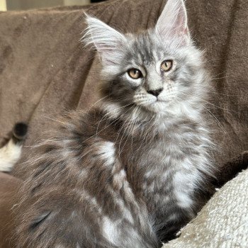 chaton Maine coon AMERICAN BEAUTY Chatterie Montezuma Bay