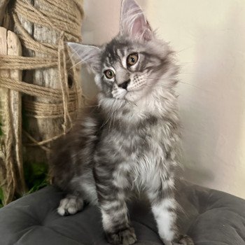 chaton Maine coon AMERICAN BEAUTY Chatterie Montezuma Bay