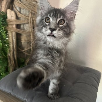 chaton Maine coon AMERICAN BEAUTY Chatterie Montezuma Bay