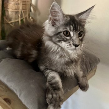 chaton Maine coon AMERICAN BEAUTY Chatterie Montezuma Bay