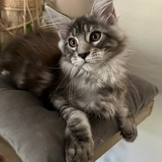 Montezuma Bay's AMERICAN BEAUTY Mâle Maine coon