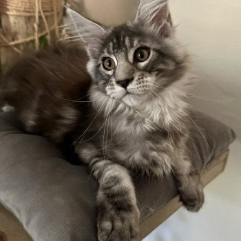 chaton Maine coon AMERICAN BEAUTY Chatterie Montezuma Bay