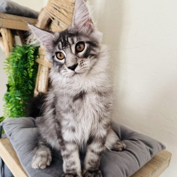 chaton Maine coon AMERICAN BEAUTY Chatterie Montezuma Bay