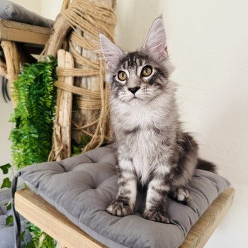 chaton Maine coon AMERICAN BEAUTY Chatterie Montezuma Bay