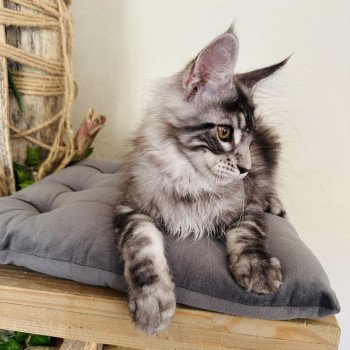 chaton Maine coon AMERICAN BEAUTY Chatterie Montezuma Bay