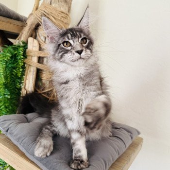 chaton Maine coon AMERICAN BEAUTY Chatterie Montezuma Bay