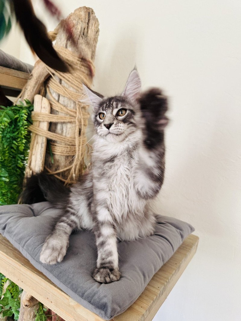 Montezuma Bay's AMERICAN BEAUTY Mâle Maine coon