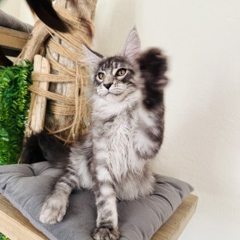 chaton Maine coon AMERICAN BEAUTY Chatterie Montezuma Bay