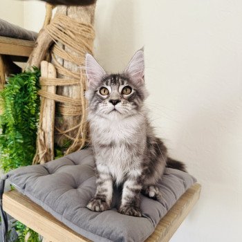 chaton Maine coon AMERICAN BEAUTY Chatterie Montezuma Bay
