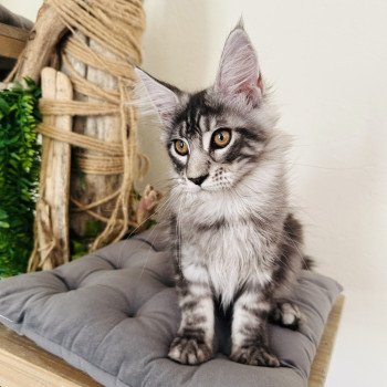 chaton Maine coon AMERICAN BEAUTY Chatterie Montezuma Bay