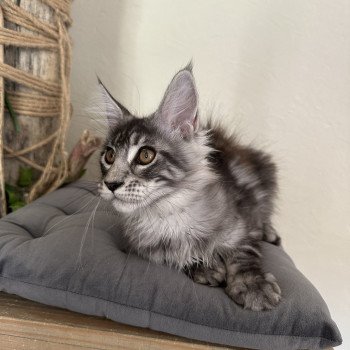 chaton Maine coon AMERICAN BEAUTY Chatterie Montezuma Bay