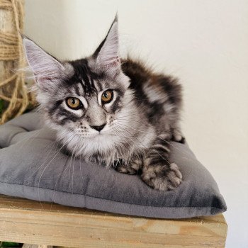 chaton Maine coon AMERICAN BEAUTY Chatterie Montezuma Bay