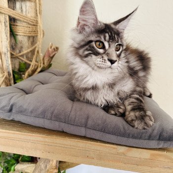 chaton Maine coon AMERICAN BEAUTY Chatterie Montezuma Bay