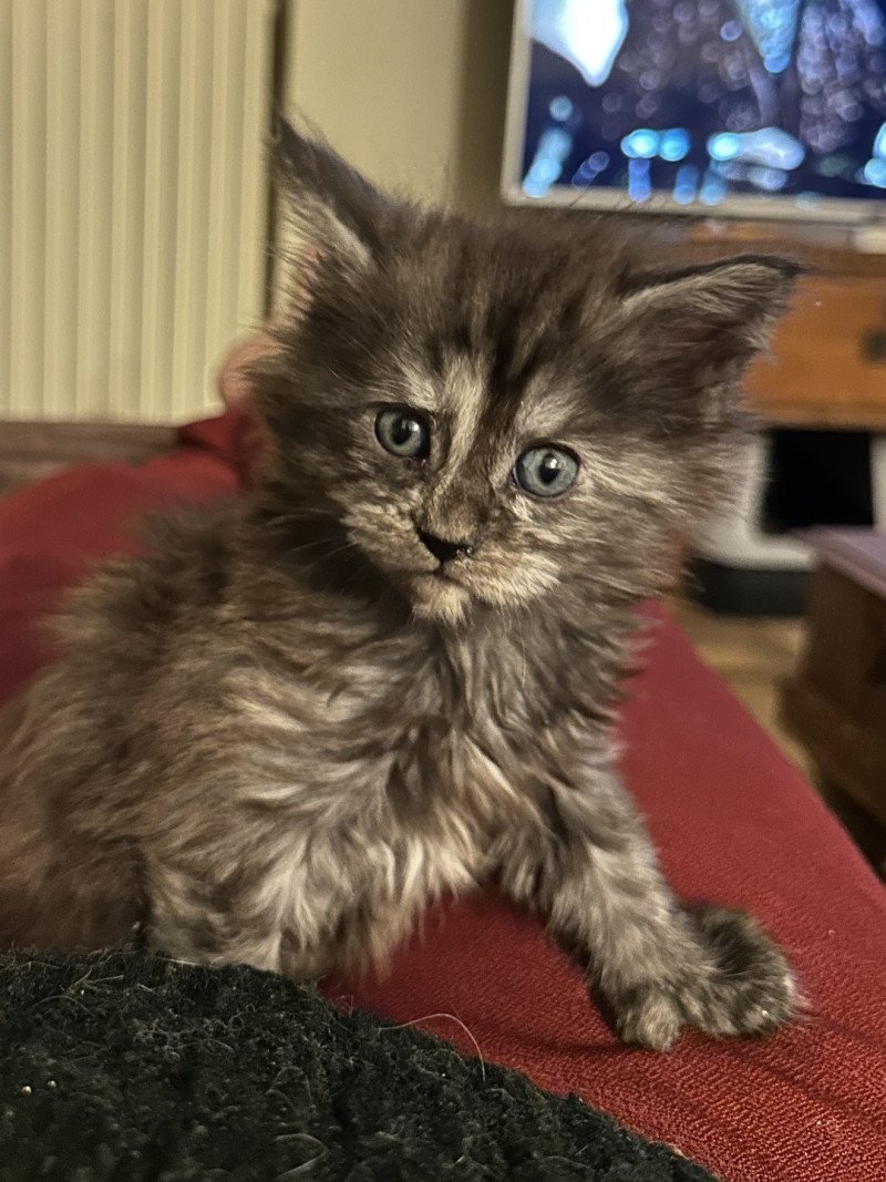 Montezuma Bay's ARLEY QUEEN P Femelle Maine coon polydactyle Montezuma Bay's ARLEY QUEEN P Femelle Maine coon polydactyle