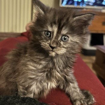 chaton Maine coon polydactyle black tortie smoke ARLEY QUEEN P Montezuma Bay chaton Maine coon polydactyle black tortie smoke ARLEY QUEEN P Montezuma Bay